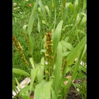 Sorgho, Sorghum bicolor (5)
